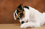 Parson Russell Terrier Puppy plays with nut