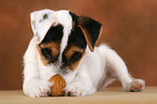 Parson Russell Terrier Puppy plays with nut