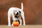 Parson Russell Terrier Puppy snuffling at apple