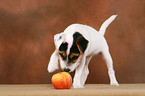 Parson Russell Terrier Puppy plays with apple