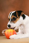 Parson Russell Terrier Puppy nibbles at apple