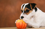 Parson Russell Terrier Puppy nibbles at apple