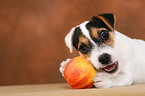 Parson Russell Terrier Puppy nibbles at apple