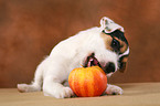 Parson Russell Terrier Puppy nibbles at apple