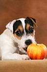 Parson Russell Terrier Puppy nibbles at apple