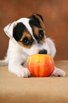 Parson Russell Terrier Puppy nibbles at apple