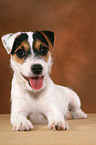 lying Parson Russell Terrier Puppy