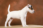 standing Parson Russell Terrier Puppy