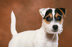 Parson Russell Terrier Puppy Portrait