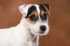 Parson Russell Terrier Puppy Portrait