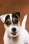 Parson Russell Terrier Puppy Portrait