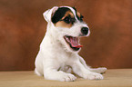 gaping Parson Russell Terrier Puppy