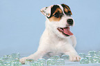 Parson Russell Terrier Puppy with icecubes