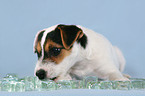 Parson Russell Terrier Puppy with icecubes