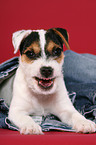funny Parson Russell Terrier Puppy