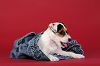 Parson Russell Terrier Puppy