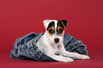Parson Russell Terrier Puppy