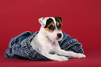 Parson Russell Terrier Puppy
