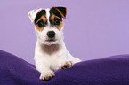lying Parson Russell Terrier Puppy