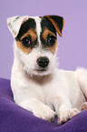 lying Parson Russell Terrier Puppy