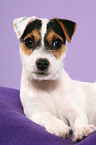 lying Parson Russell Terrier Puppy