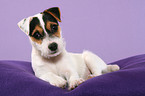 cute Parson Russell Terrier Puppy