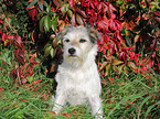 sitting Parson Russell Terrier