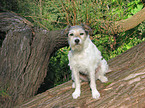 sitting Parson Russell Terrier