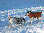 Parson and Jack Russell Terrier