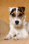 lying young Parson Russell Terrier