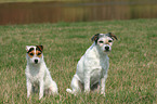 2 sitting Parson Russell Terrier