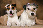 2 lying Parson Russell Terrier