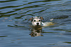 swimming Parson Russell Terrier