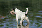 bathing Parson Russell Terrier