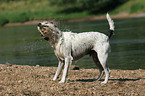 shaking Parson Russell Terrier