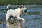 playing Parson Russell Terrier