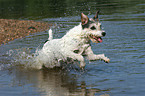 running Parson Russell Terrier