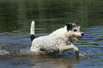 running Parson Russell Terrier