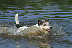 bathing Parson Russell Terrier