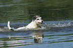 bathing Parson Russell Terrier