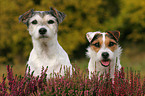 2 Parson Russell Terrier