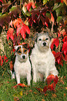 2 sitting Parson Russell Terrier