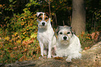2 Parson Russell Terrier