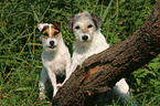 2 Parson Russell Terrier