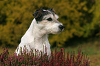 Parson Russell Terrier Portrait