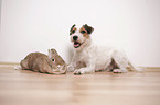 Parson Russell Terrier and bunny