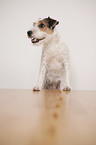 Parson Russell Terrier