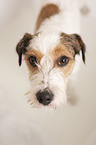 Parson Russell Terrier Portrait