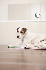 lying Parson Russell Terrier