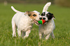 playing Parson Russell Terrier